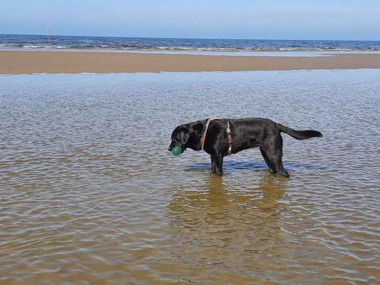 Urlaub mit oder ohne Hund und welches Transportmittel?-Beitrag-Bild