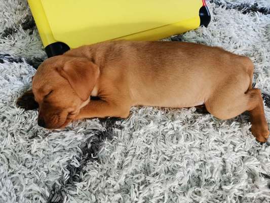 Hundetreffen-Spielrunde für Welpen-Bild