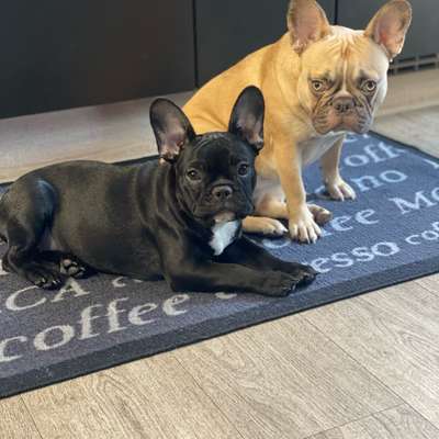 Hundetreffen-Welpen und Junghundtreffen-Bild