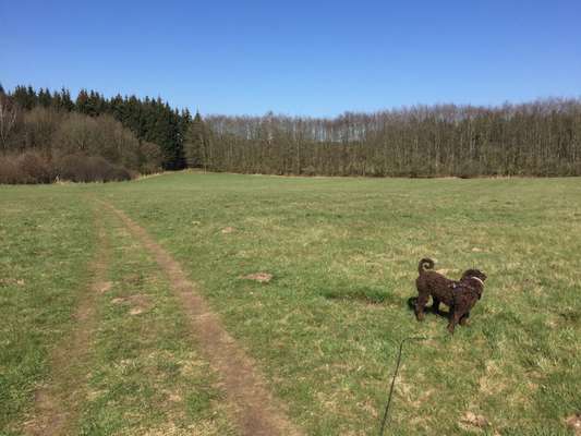 Hundetreffen-Social Walk-Bild