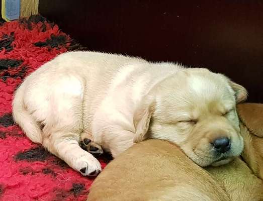 Das erste Bild eures Hundes-Beitrag-Bild