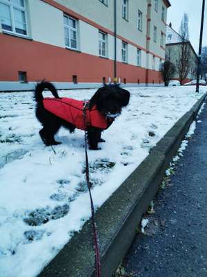 Hundetreffen-Spielkameraden gesucht. Ich bin Ruby und ein Schnauzer - Dackel Mischling. Bin 5 Monate alt-Bild