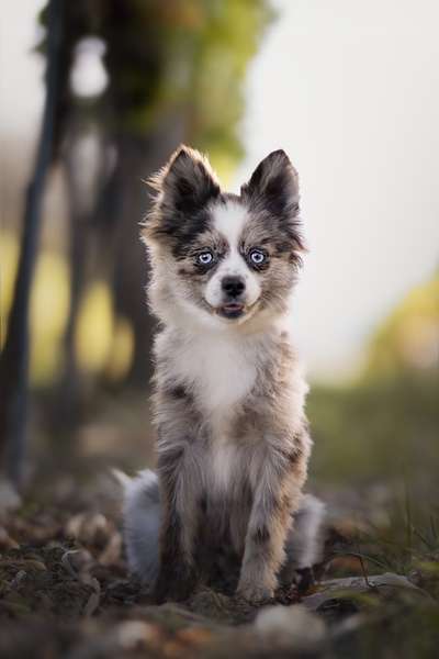 Pomsky-Beitrag-Bild