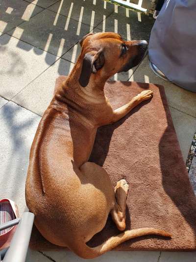 Rhodesian Ridgeback-Beitrag-Bild