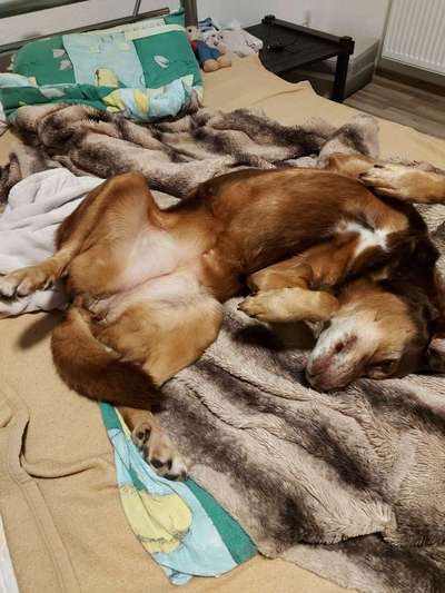 Rasseporträt Labrador-Beitrag-Bild