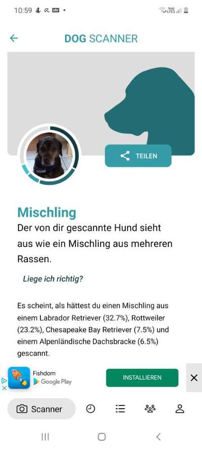 Hunderasse gesucht-Beitrag-Bild