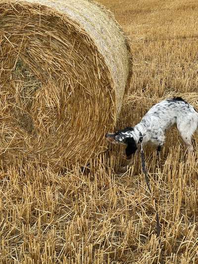 English Setter-Beitrag-Bild