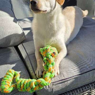 Hundetreffen-Hundetreffen Düsseldorf-Unterbach und Umgebung-Bild