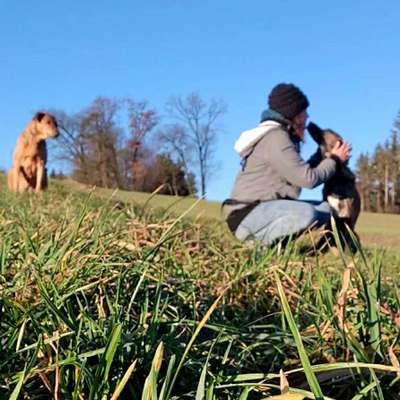 Hundetreffen-Training und Spass-Bild