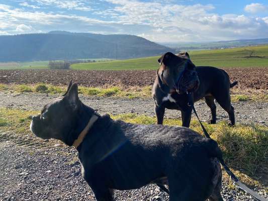 Brachycephale Hunderassen-Beitrag-Bild