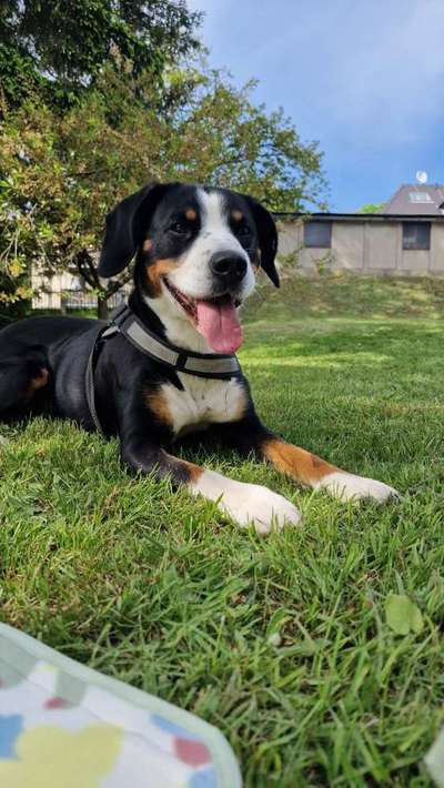 Entlebucher Sennenhund-Beitrag-Bild