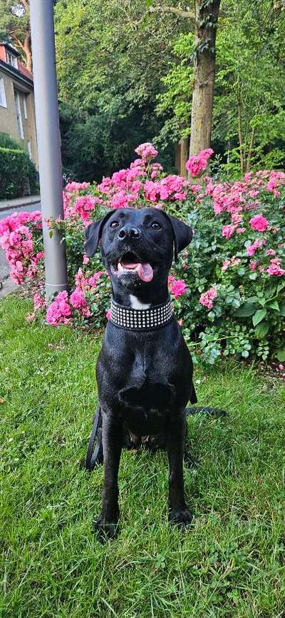 Hundetreffen-Trainingspartner gesucht-Bild