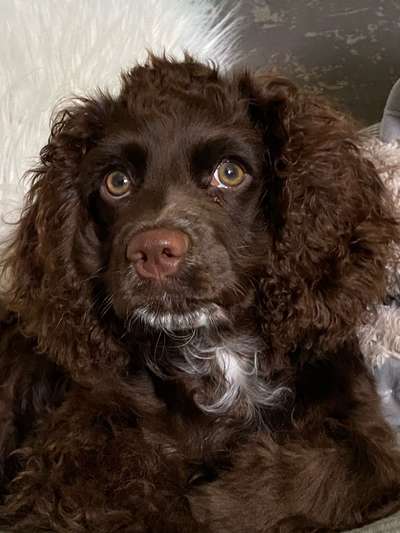 Cockerpoo (Englischer Cockerspaniel +Pudel)-Beitrag-Bild