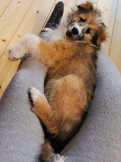 Dogorama Photo Challenge - Be my valentine-Beitrag-Bild