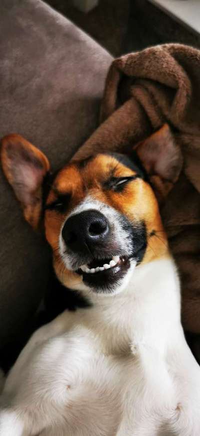 Dogorama Photo Challenge - Fail/Outtakes-Beitrag-Bild