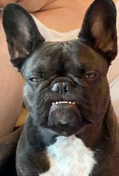 grumpy dog 😅-Beitrag-Bild