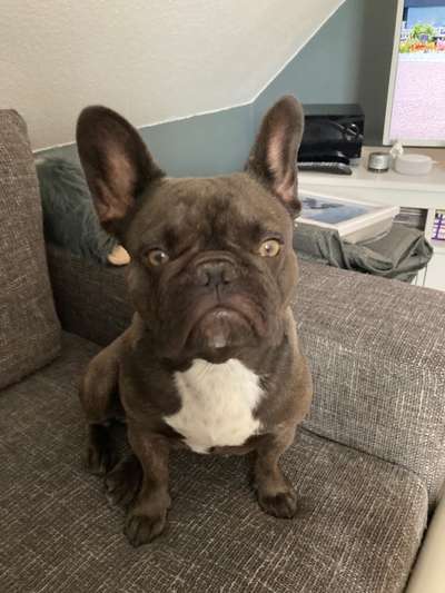 Französische Bulldoggen-Beitrag-Bild