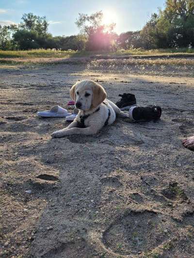 Hundetreffen-Welpentreff-Bild