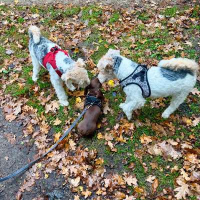 Hundetreffen-Hundetreff für Groß & Klein – alle herzlich willkommen! 🐾-Bild
