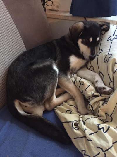 Mischlingshunde Foto Aufruf-Beitrag-Bild