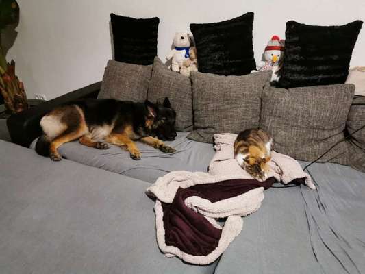 Hund und Katz Momente-Beitrag-Bild