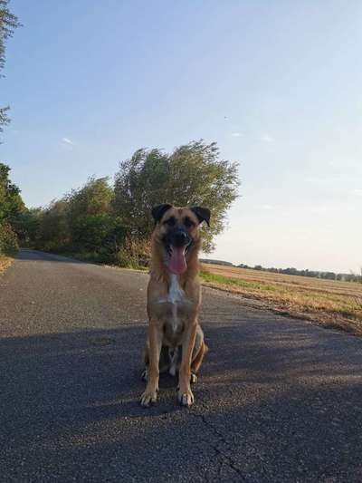 TierschutzhundeStammtisch🐕-Beitrag-Bild