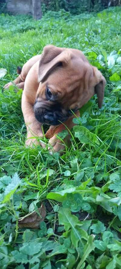 Die Dogorama Kalender Challenge Titelbild-Beitrag-Bild