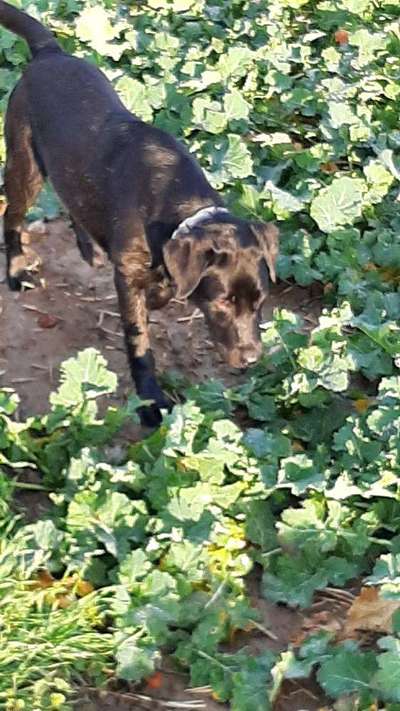 Wo sind meine Labrador Freunde-Beitrag-Bild