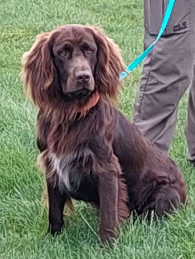 Sind hier Deutsch Kurzhaar/ Jagdhunde?-Beitrag-Bild