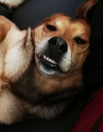 Hunde Porträt (Portrait) Galerie....-Beitrag-Bild