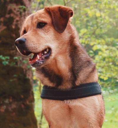 Hunde Porträt (Portrait) Galerie....-Beitrag-Bild