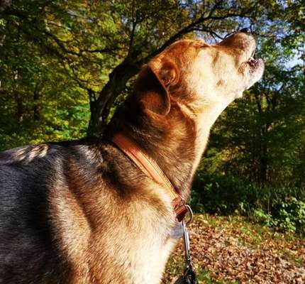 Hunde Porträt (Portrait) Galerie....-Beitrag-Bild