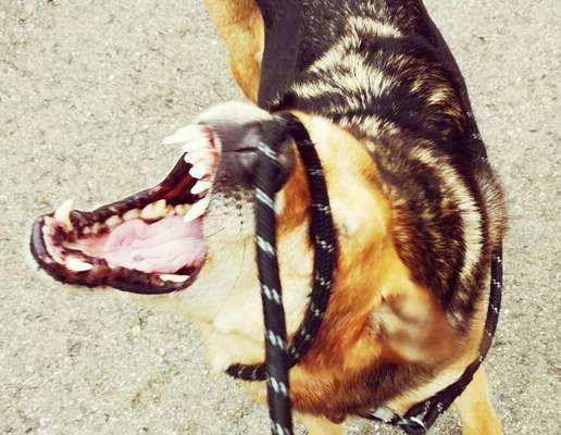 Hunde Porträt (Portrait) Galerie....-Beitrag-Bild