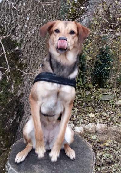 Lustigsten Grimassen von euren Hunden-Beitrag-Bild