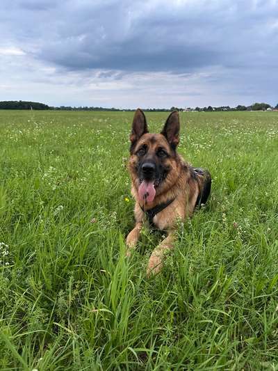 Hundetreffen-Regelmäßige Gassirunden und gegenseitige Betreuung-Bild