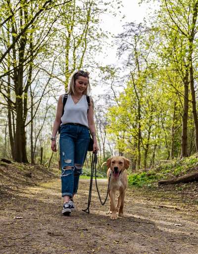 Hundetreffen-Junghund Spielrunde-Bild