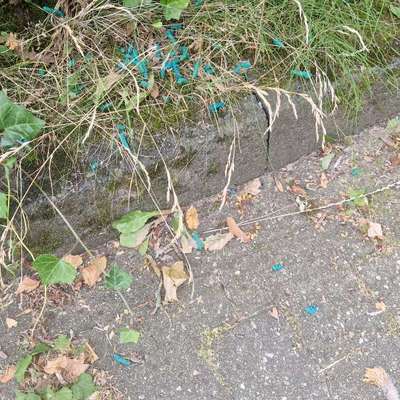 Giftköder-Blaues Streugut-Bild