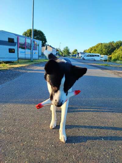 Hundetreffen-Neu in Peitz-Bild