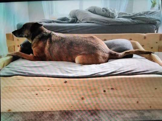 Darf der Hund bei Euch im Bett schlafen?-Beitrag-Bild