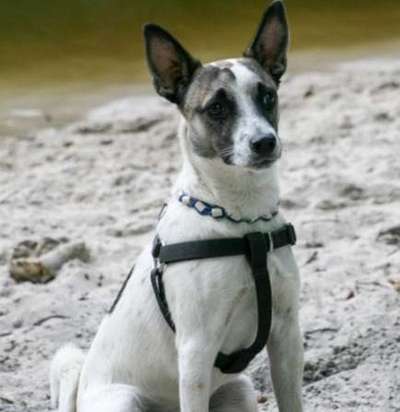 Welche Hunderasse-Beitrag-Bild