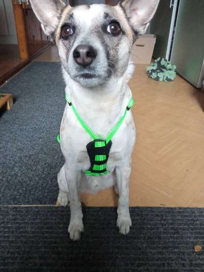 eure Spitznamen für die Vierbeiner-Beitrag-Bild