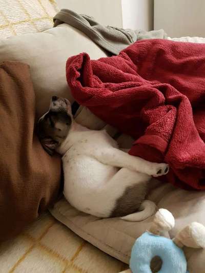 Welpen Bilder !-Beitrag-Bild