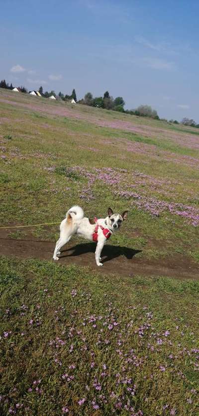 Hunde aus dem Tierschutz/Strassenhunde-Beitrag-Bild