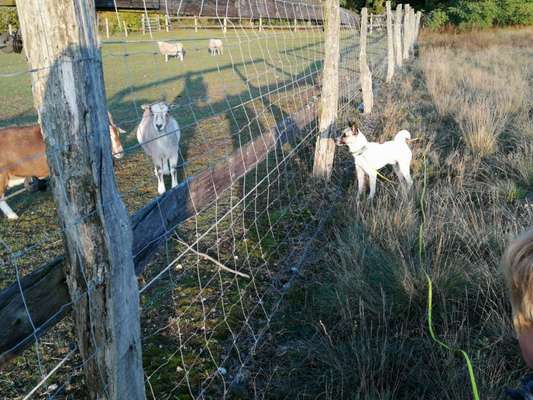 Eure schönsten Urlaubsfotos mit euren Lieblingen auf vier Pfoten-Beitrag-Bild