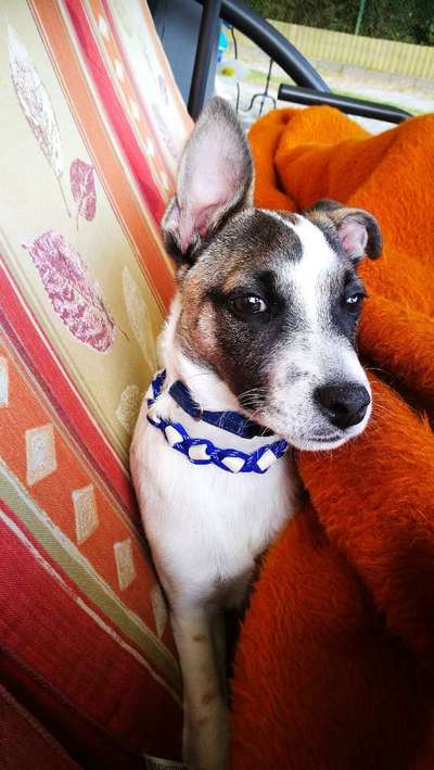 Welpen Bilder !-Beitrag-Bild