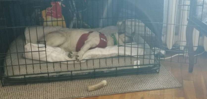 Hunde aus dem Tierschutz/Strassenhunde-Beitrag-Bild