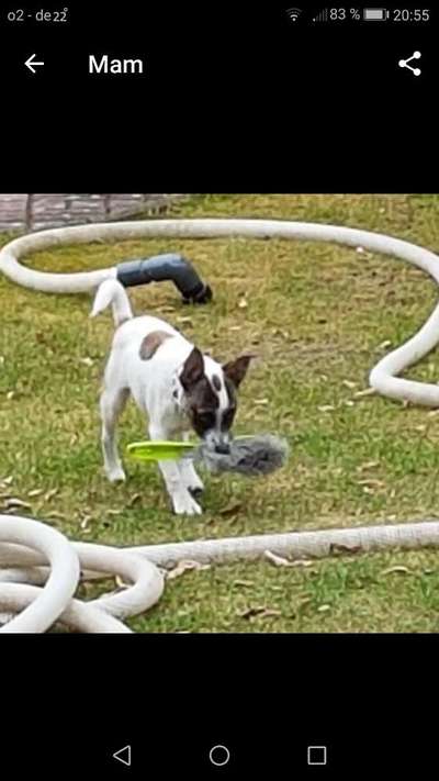 Hunde Memes-Beitrag-Bild