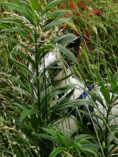 Fotochallenge No. 26                                     Wald und Wiese-Beitrag-Bild