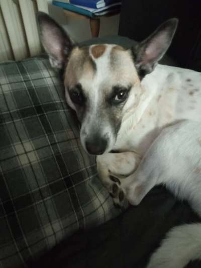 Umfrage zur relativen Schnauzenlänge-Beitrag-Bild