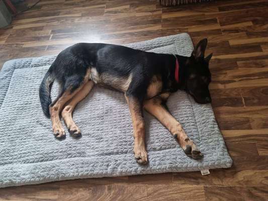 Alles rund um den Schäferhund, diskutieren erwünscht.-Beitrag-Bild